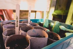 Upcycled Planting - lollipop sticks in use