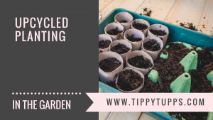 Seedlings growing in reused egg box, tin cans and toilet roll