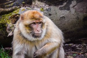 Barbary Macaques up close