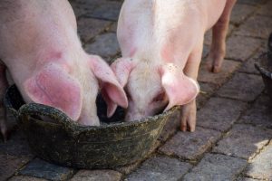 feeding the pigs at Llanerchaeron