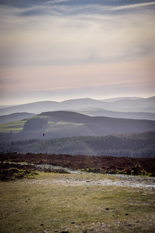 flying birds at the top of Moel Famau