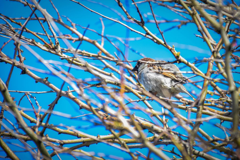 Feathered friends at Trawsdir