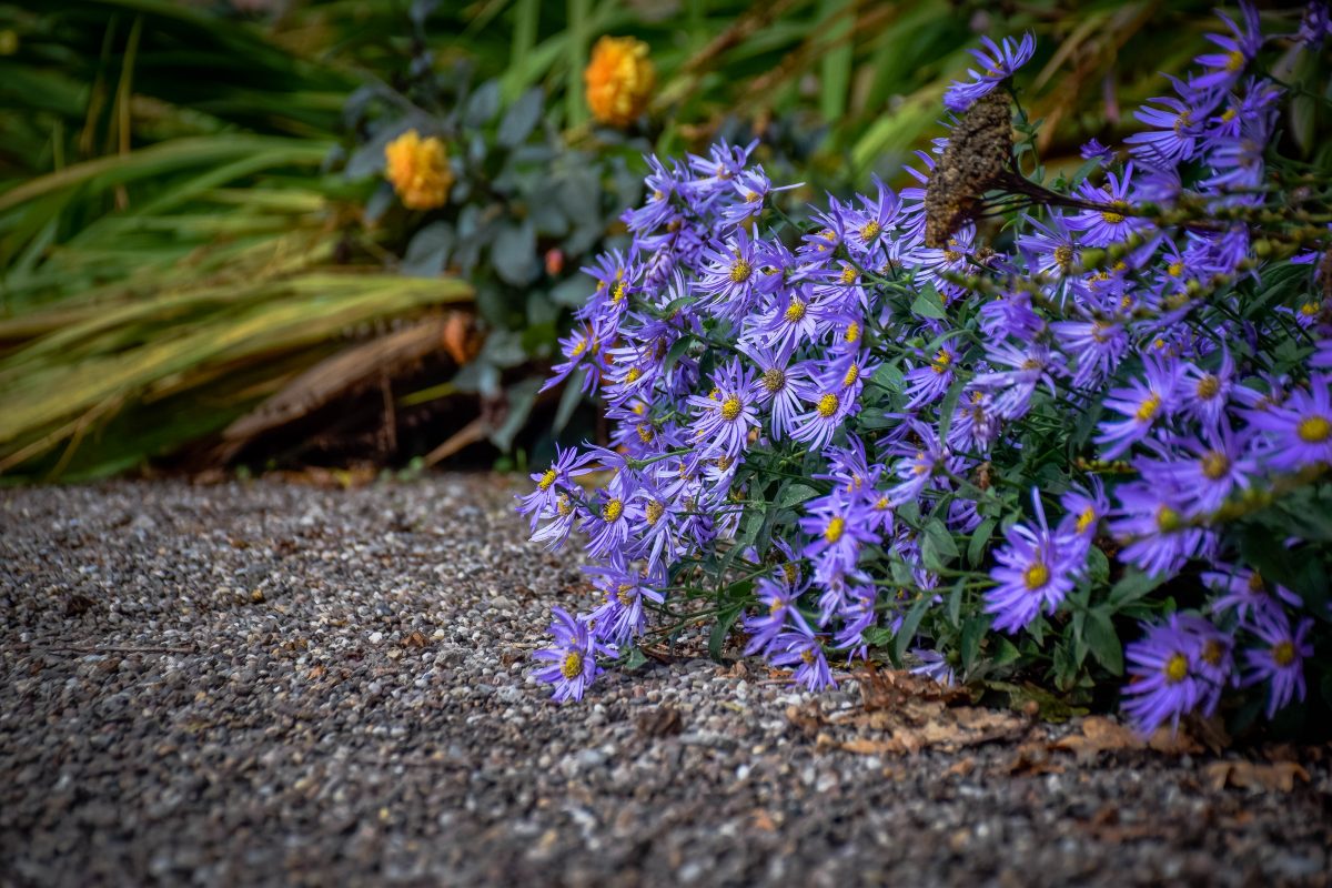 Close up of purple flowers on the floor to demonstrate the importance of composition when photographing on manual mode.