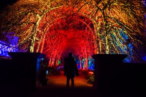 Bathed in light at Trentham Gardens