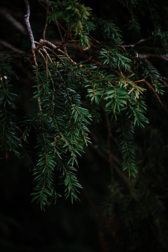 A close up of the yew trees at Erddig