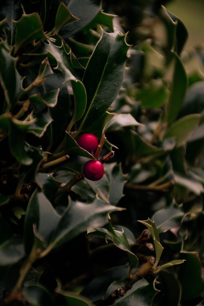A close up of holly and berries at Erddig