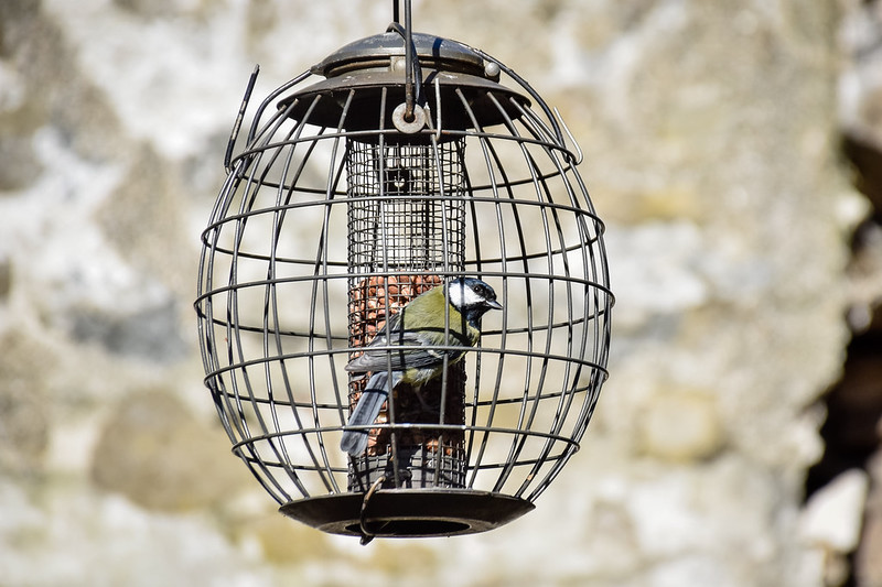 Bird watching at Plas yn Rhiw