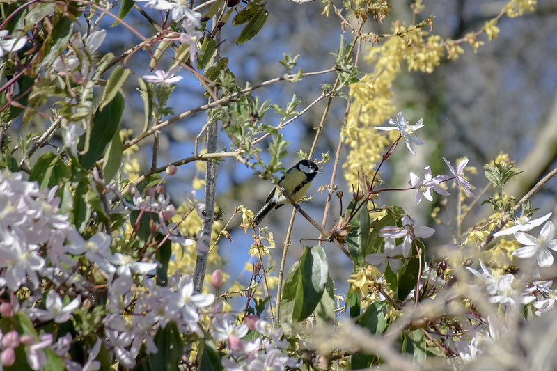 Blue tit in the trees at Plas yn Rhiw