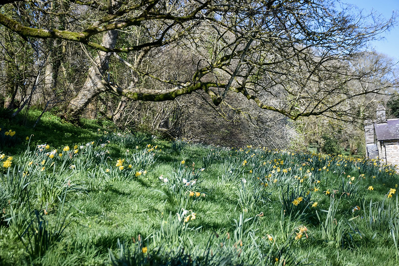 Daffodils at Plas yn Rhiw