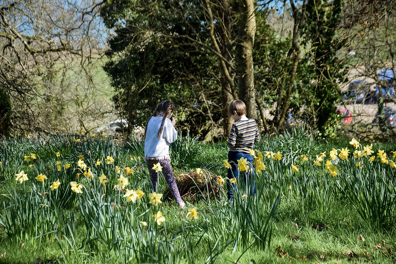 Playing in the daffodils