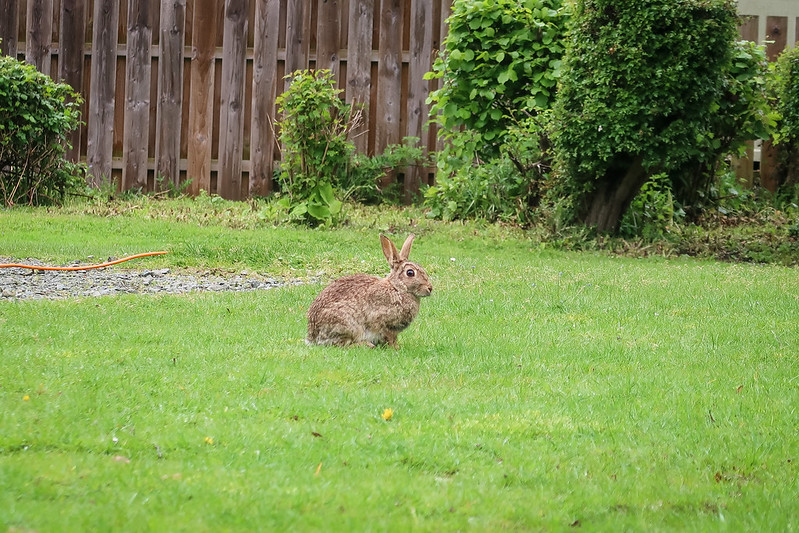 Rabbits at Ferry Meadows Club Campsite | Peterborough
