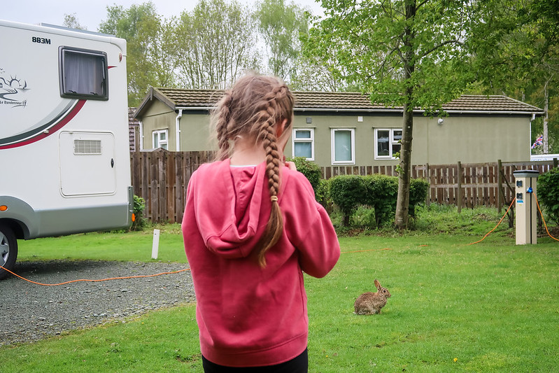 Looking at the bunnies on site