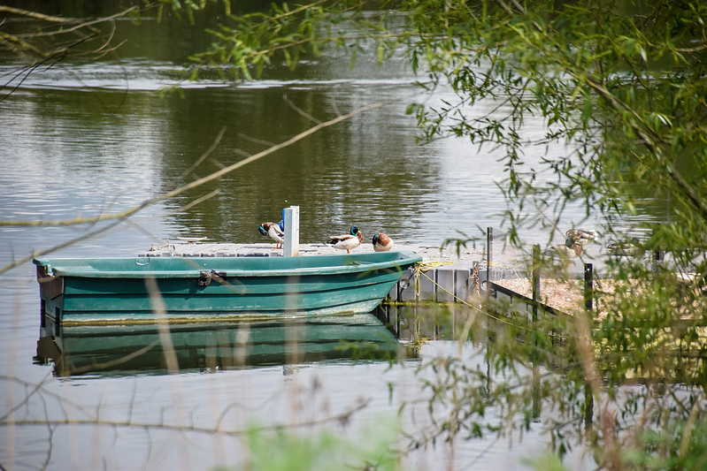 Just chilling on the lake at Ferry Meadows country park