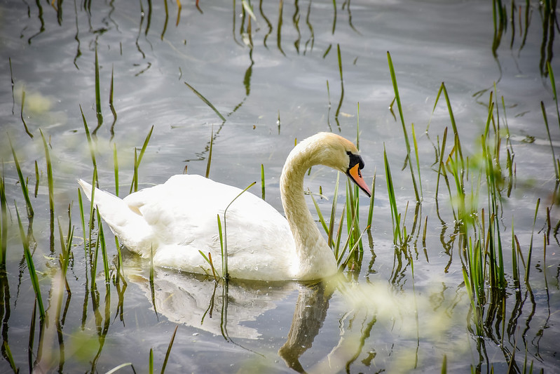 Swan on the lake at Ferry Meadows Country Park