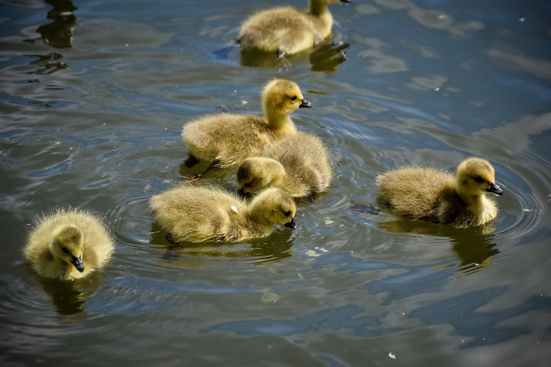 Baby geese at Ferry Meadows Country Park