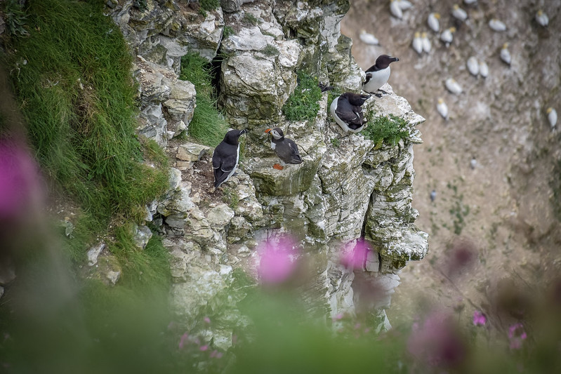 Puffins at Bempton Cliffs